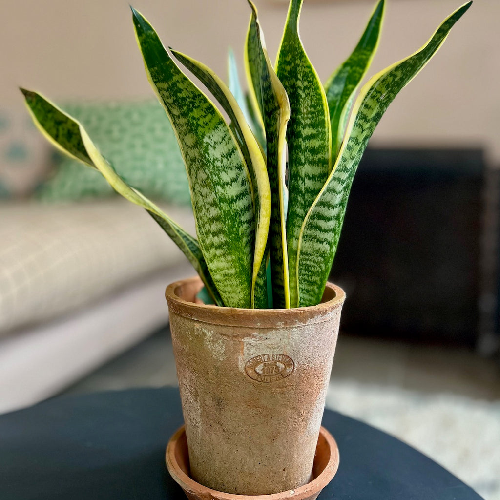vintage terracotta plant pot 