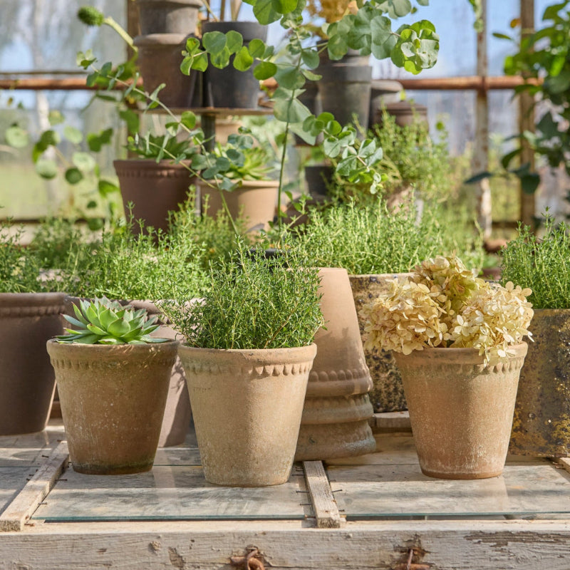 Collection of natural aged terracotta plant pots and planters in a greenhouse setting