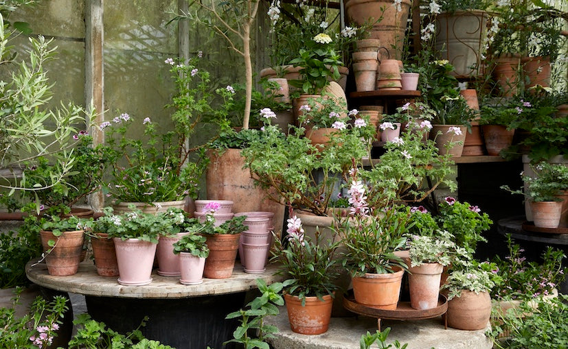 terracotta plant pots 