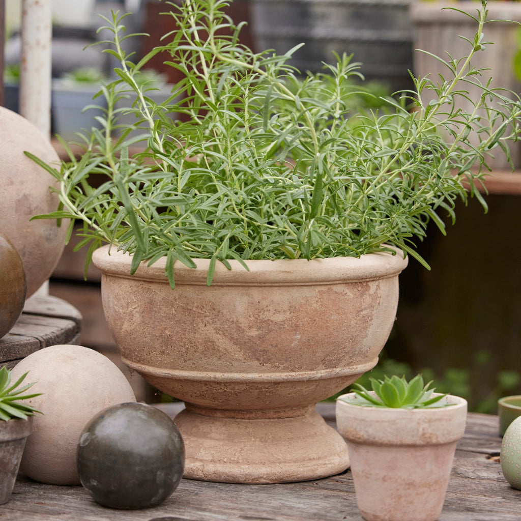 terracotta plant pot 