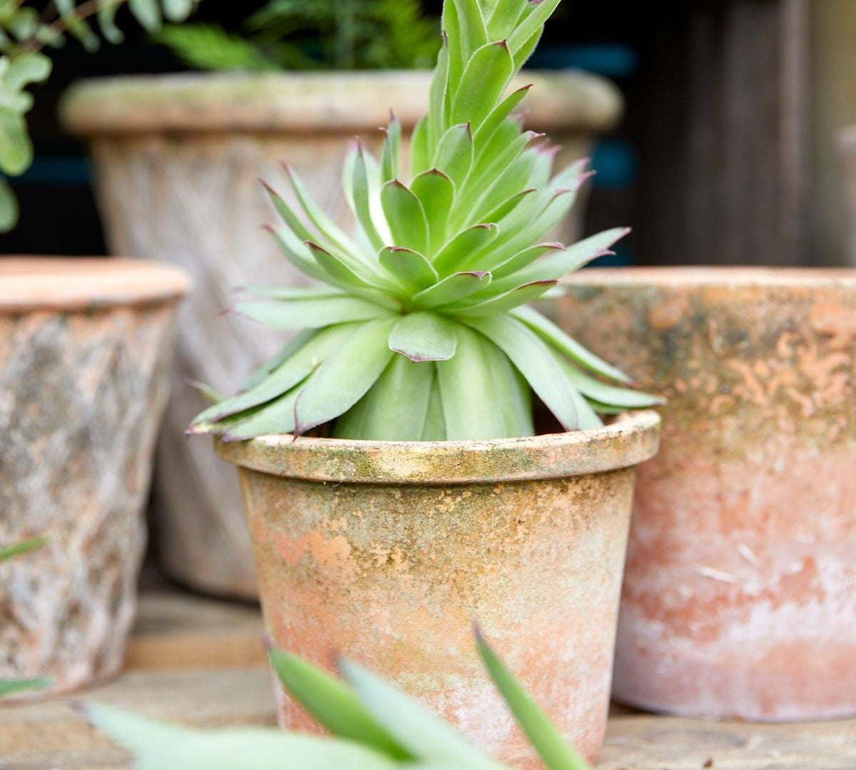 aged terracotta plant pot
