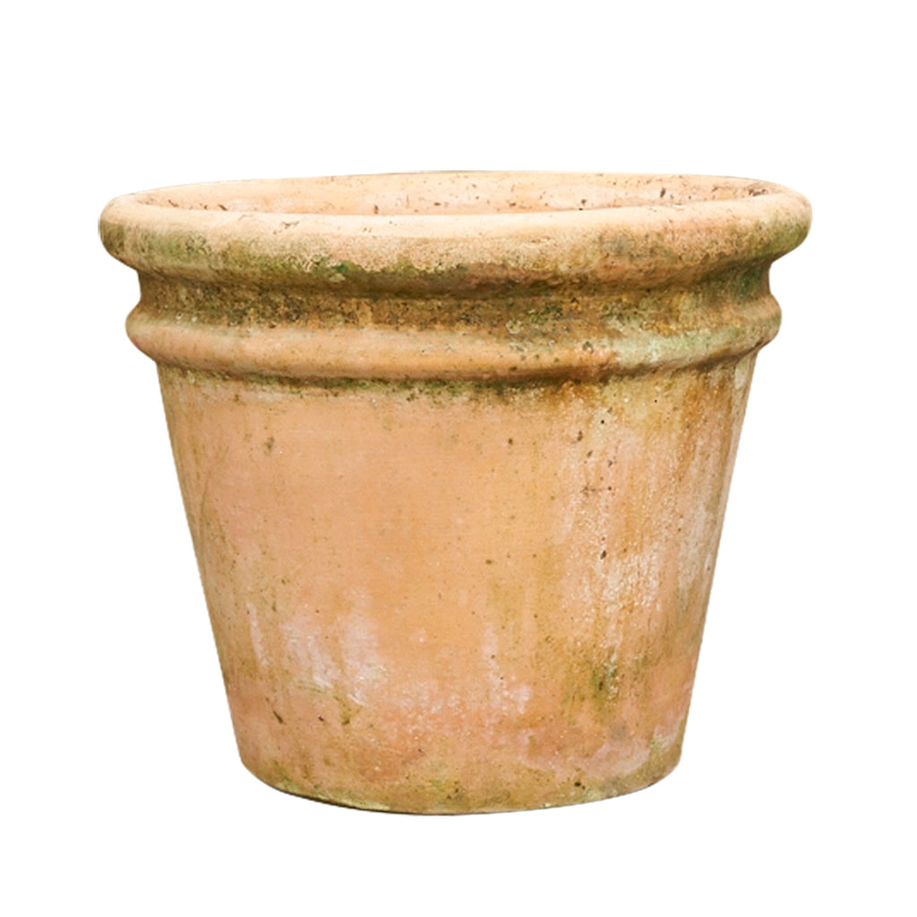 aged terracotta plant