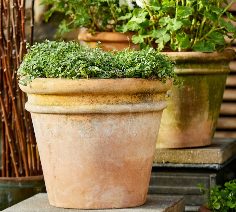 aged terracotta plant 