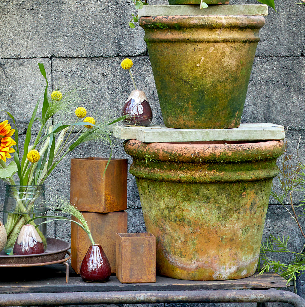 aged terracotta plant