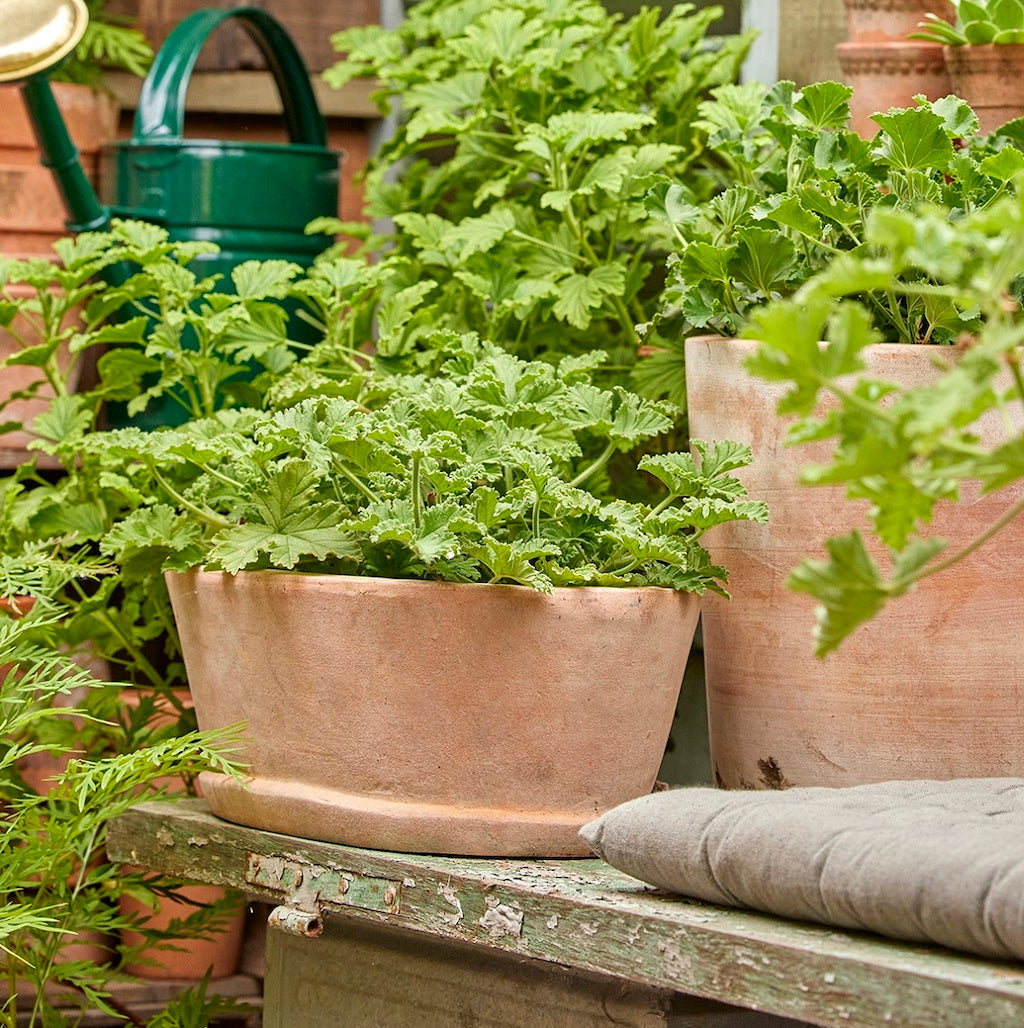 terracotta trough planter