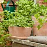 terracotta trough planter