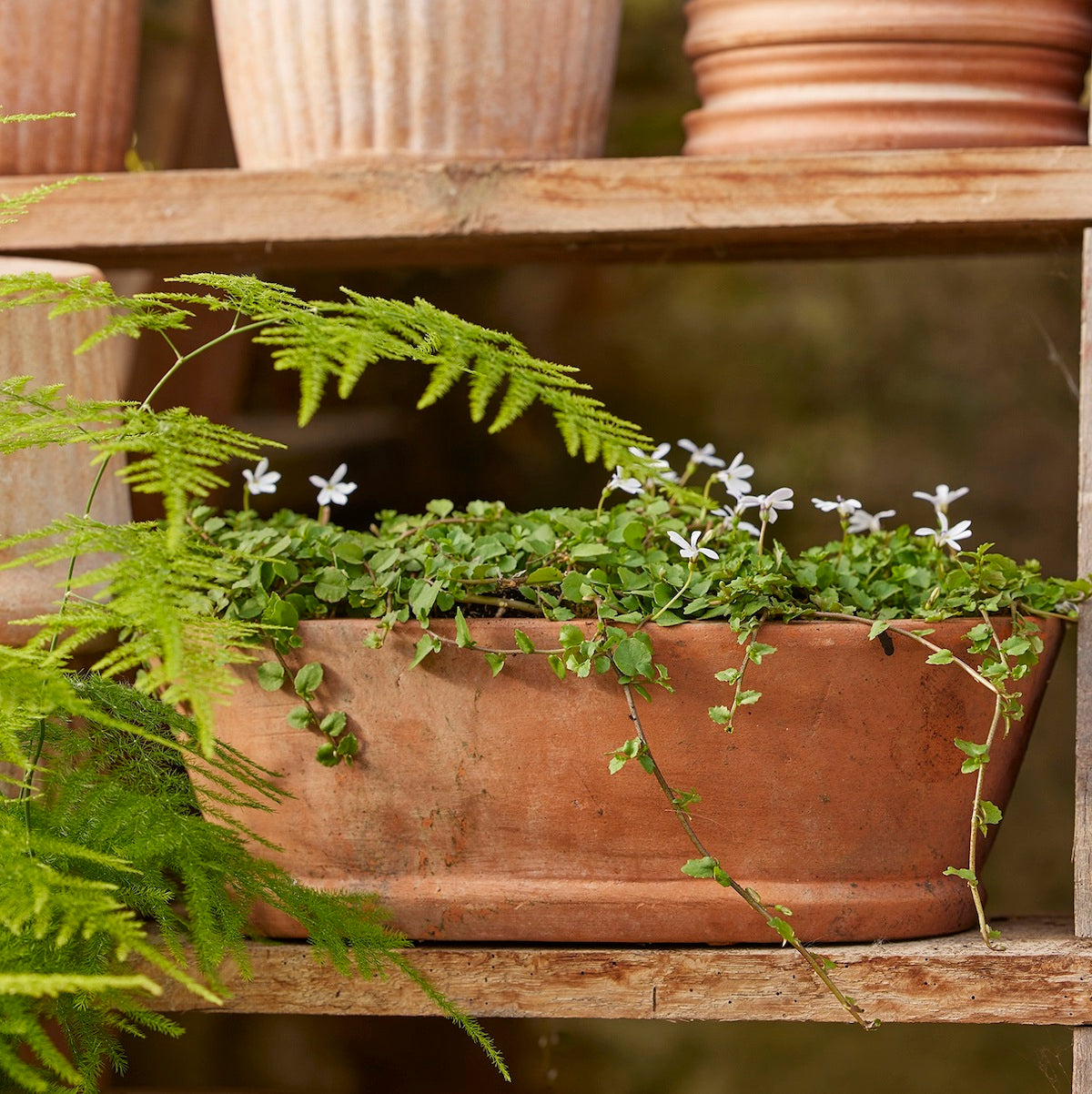terracotta trough planter