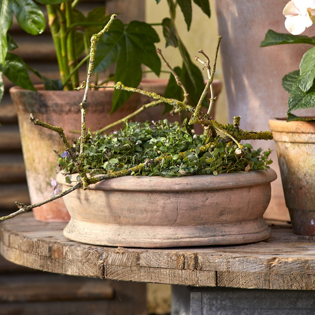 Shallow aged terracotta plant pot 