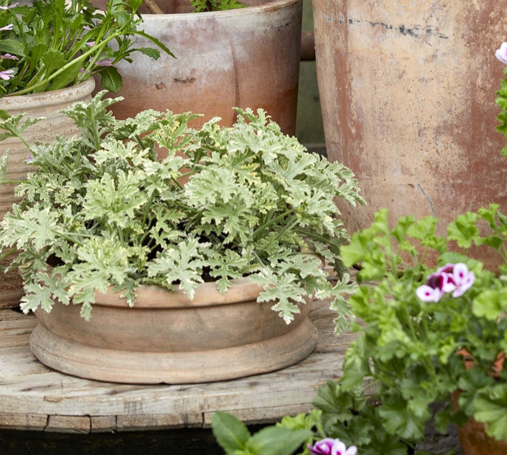 Shallow aged terracotta plant pot 