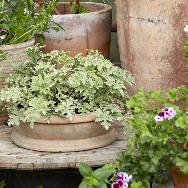 Shallow aged terracotta plant pot 