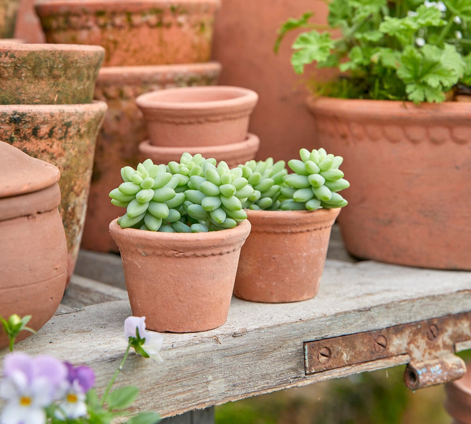 Terracotta plant pots with lace relief detail, containing succulent plants.