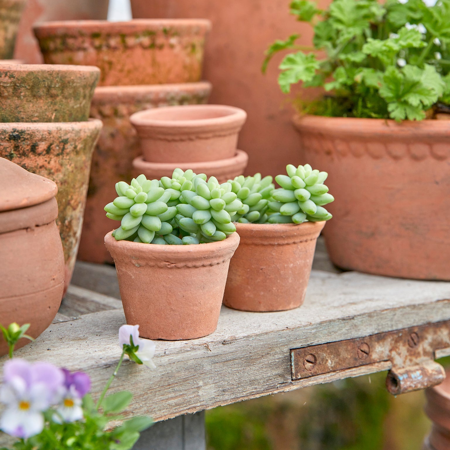 Terracotta plant pots with lace relief detail, containing succulent plants.