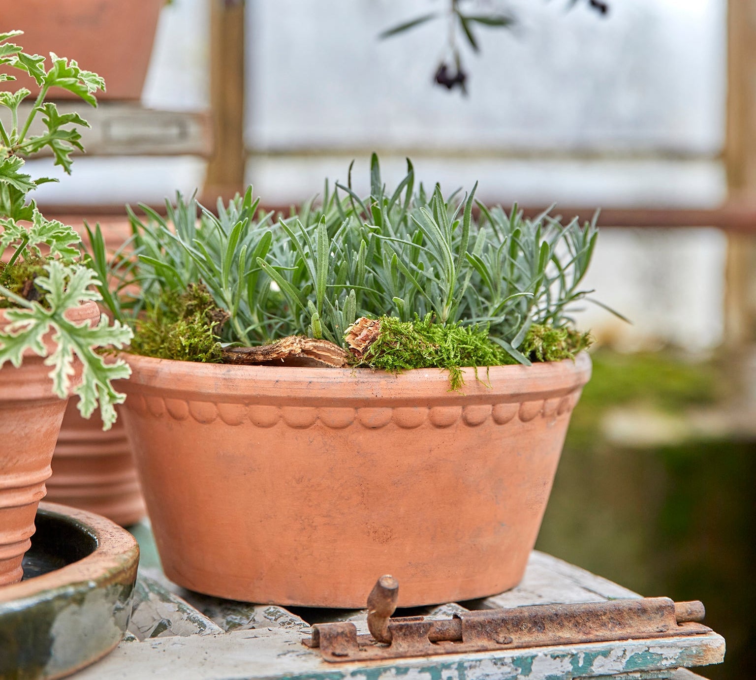 A terracotta planter pot filled with green herbs and moss, displayed on a weathered blue-green wooden surface in a rustic greenhouse setting.