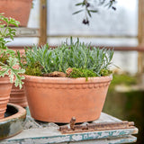 A terracotta planter pot filled with green herbs and moss, displayed on a weathered blue-green wooden surface in a rustic greenhouse setting.