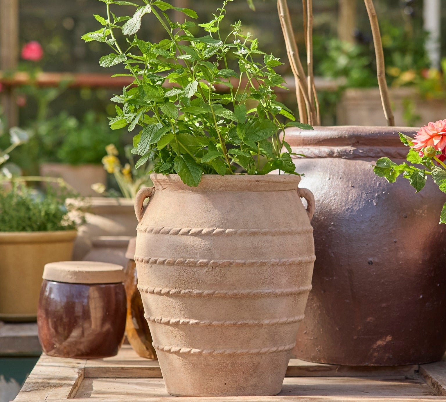 Terracotta urn planted with greenery, stood on table in collection of pots.