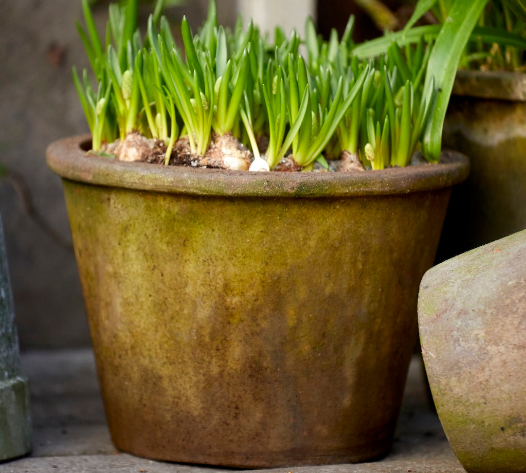 Aged terracotta plant pot with green shoots in a rustic pot on a wooden surface.