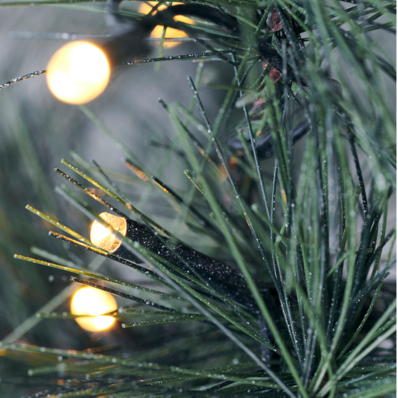 String lights on a pine branch