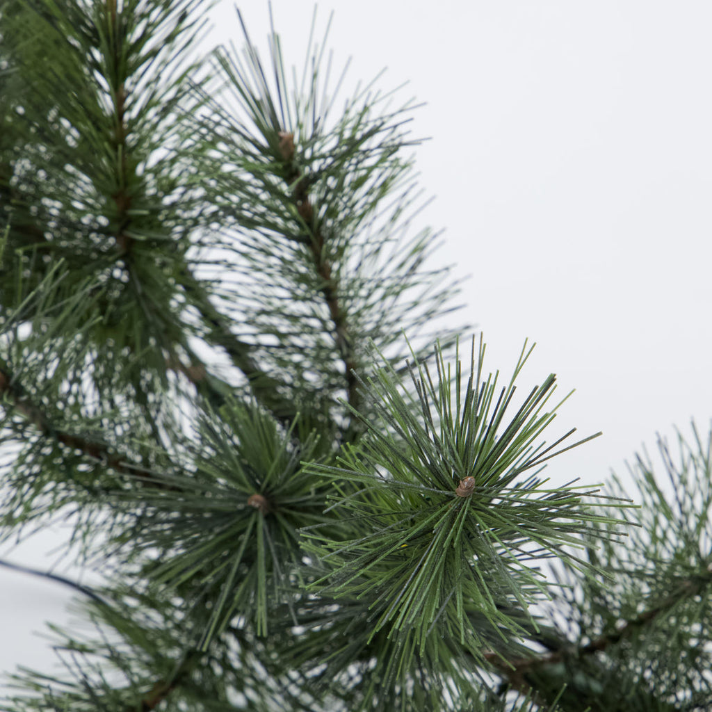 Christmas Wreath Spruce