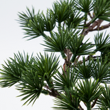 Hanging Christmas Wreath with pine branches
