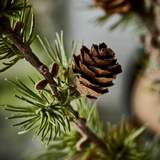 Close-up of a pine cone on a branch with a blurred background