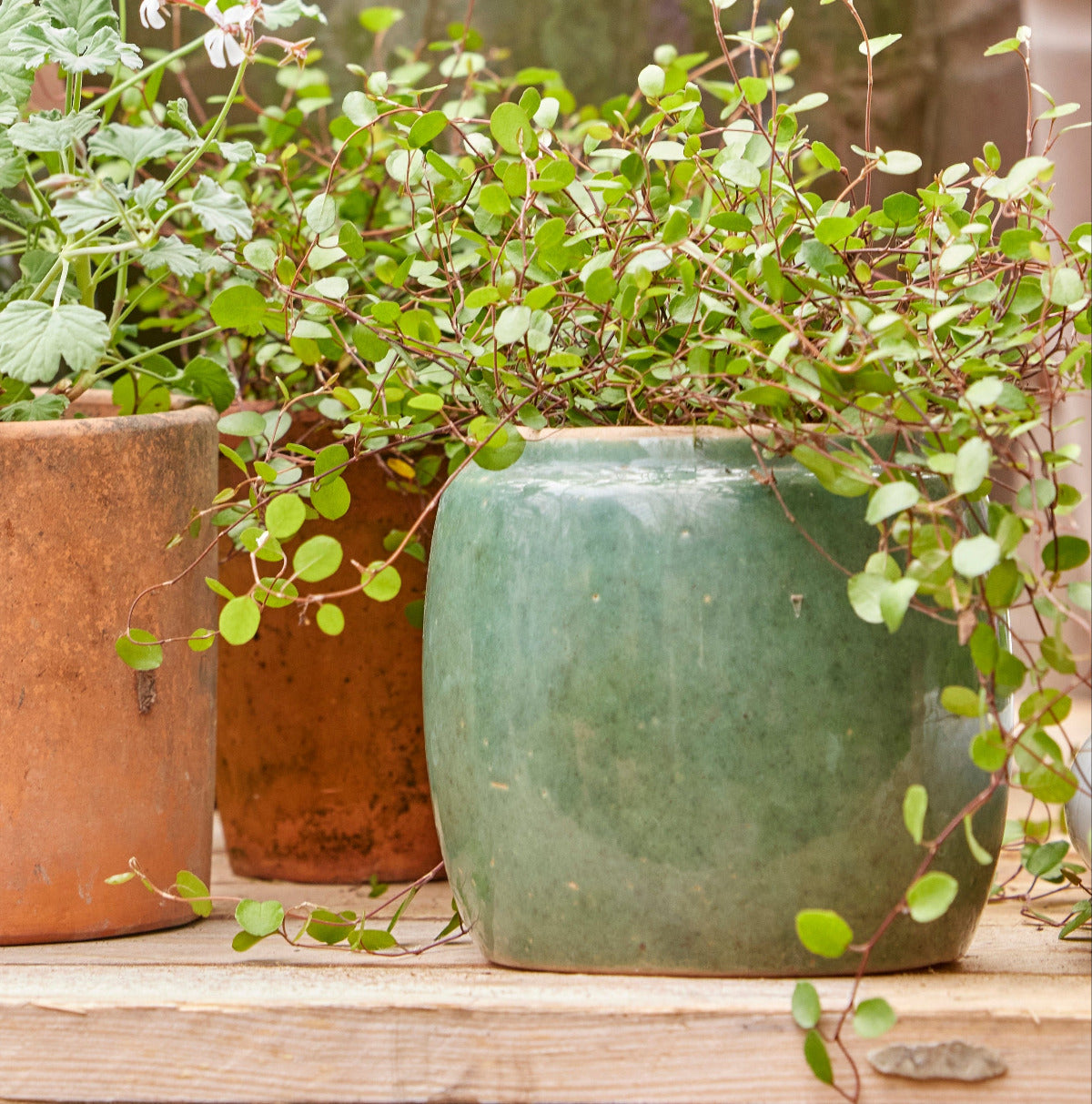 Three potted plants on a wooden surface, including a green pot with trailing leaves.