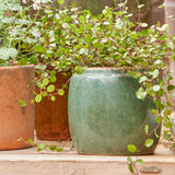 Three potted plants on a wooden surface, including a green pot with trailing leaves.