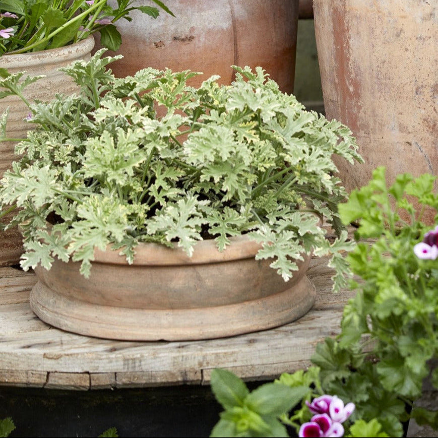 Shallow aged terracotta plant pot 