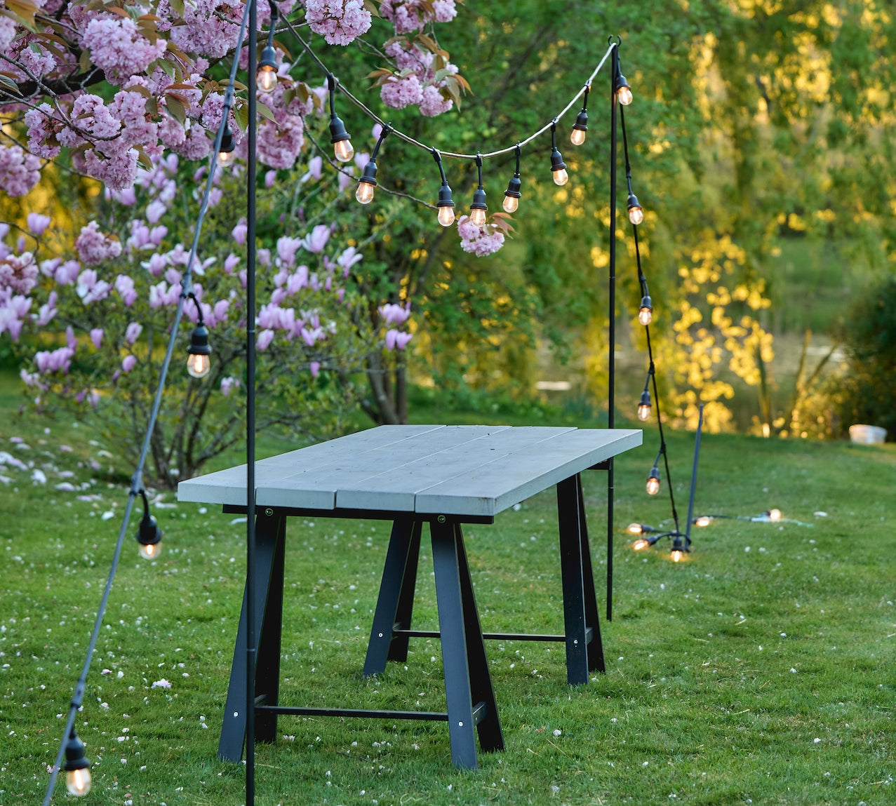 Outdoor setting with a table under string lights in a garden with cherry blossoms.