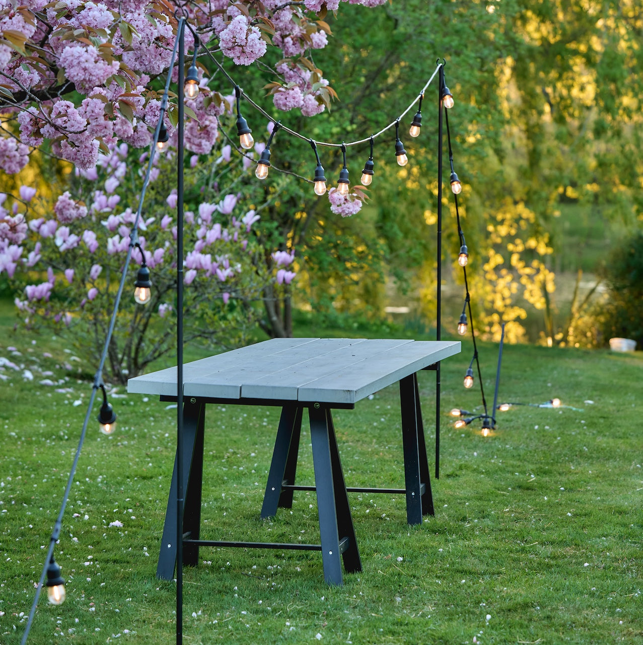 Outdoor setting with a table under string lights in a garden with cherry blossoms.