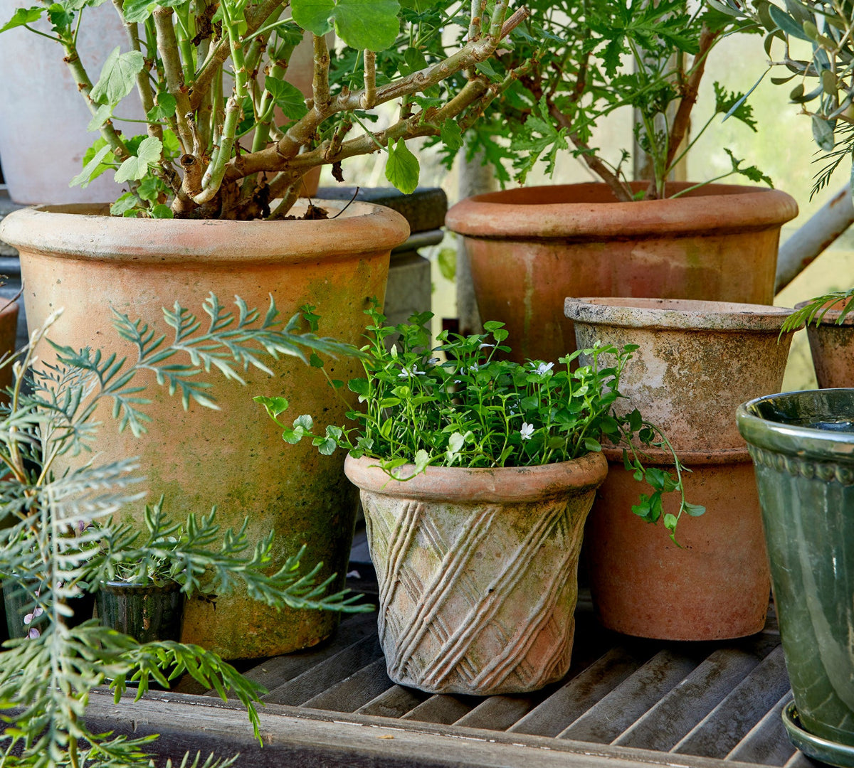 Harlequin clay plant pot with selection of other pots