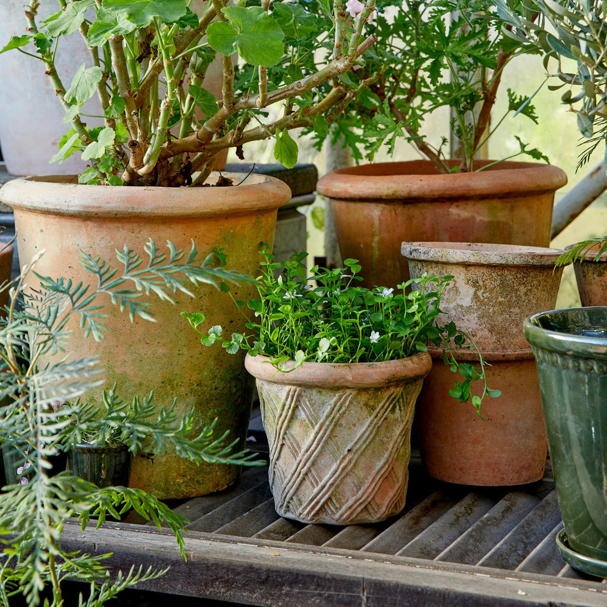 Harlequin clay plant pot with selection of other pots