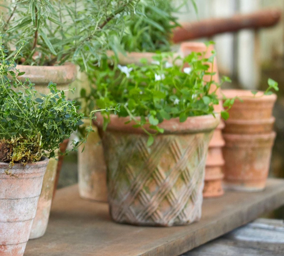 Harlequin terracotta pot with plant