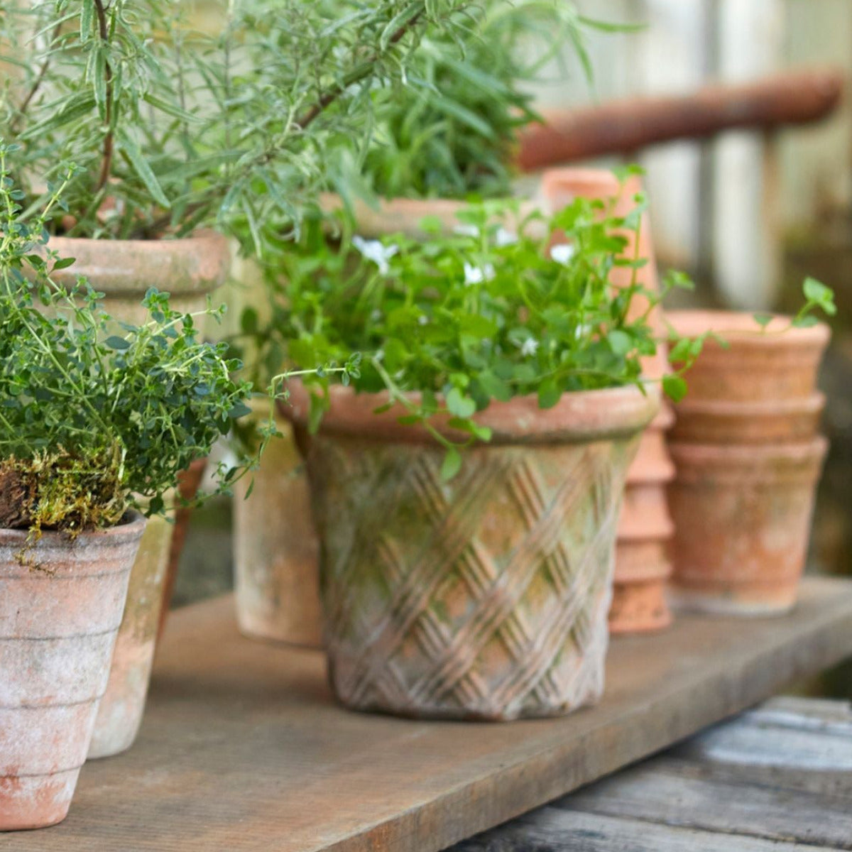 Harlequin terracotta pot with plant