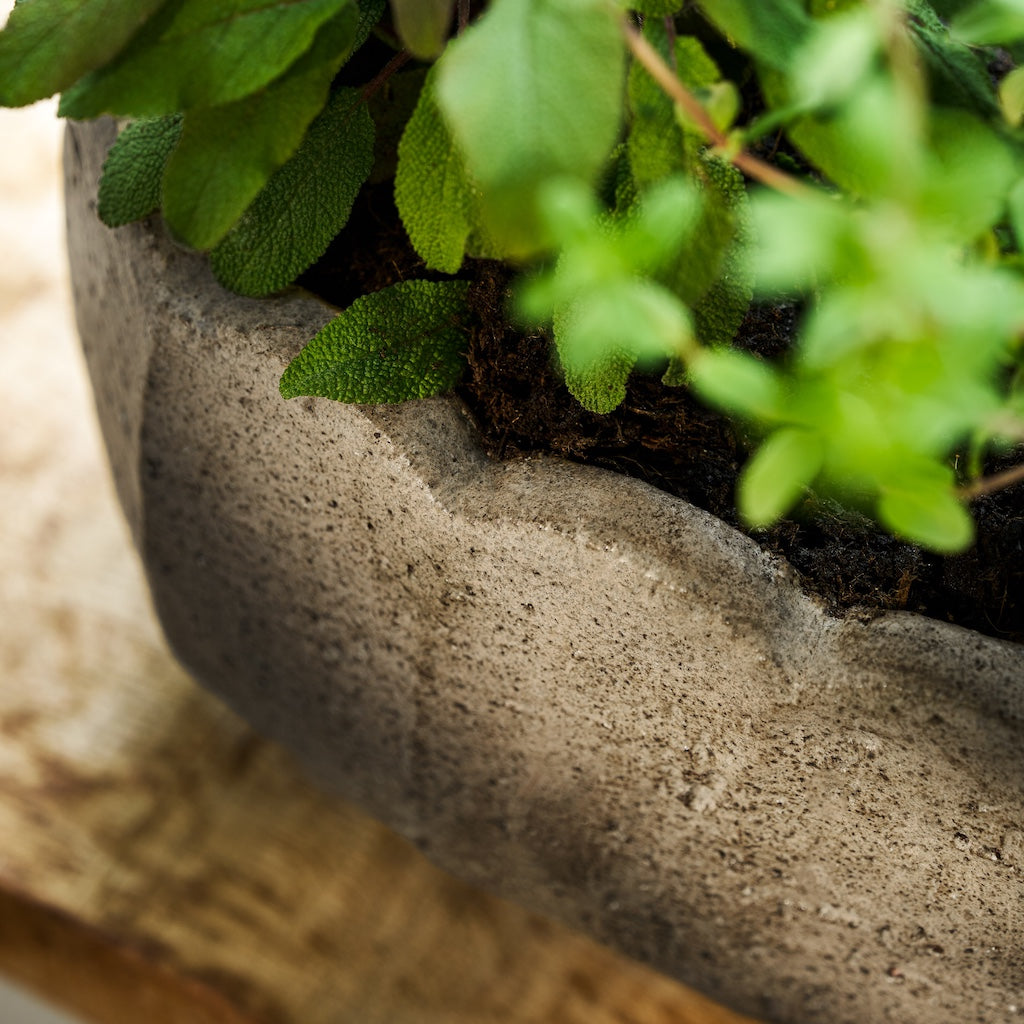 Close-up of a potted plant with a textured pot on a blurred background