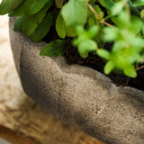 Close-up of a potted plant with a textured pot on a blurred background
