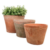 Three terracotta planters with plants on a white background