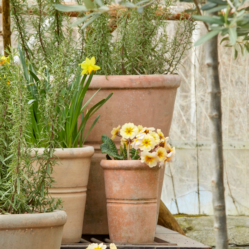 Terracotta pots with plants and yellow flowers in a greenhouse setting