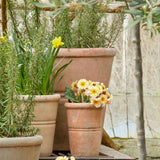 Terracotta pots with plants and yellow flowers in a greenhouse setting
