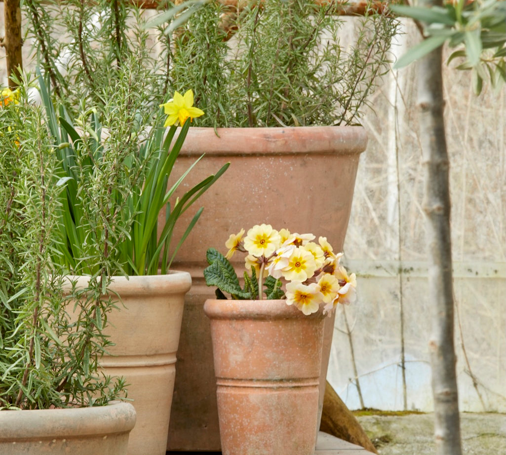 Terracotta pots with plants and yellow flowers in a greenhouse setting