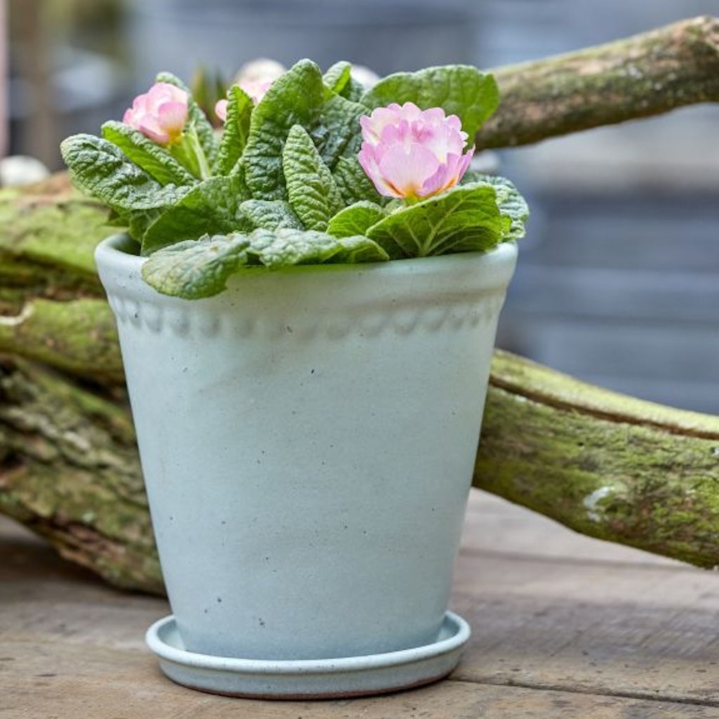 Potted plant with pink flowers in a light mint green on a wooden surface