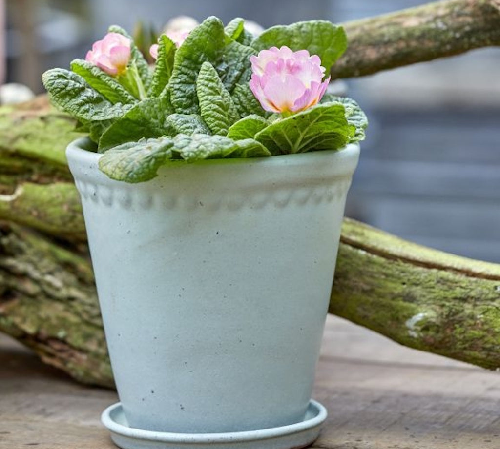 Potted plant with pink flowers in a light mint green on a wooden surface
