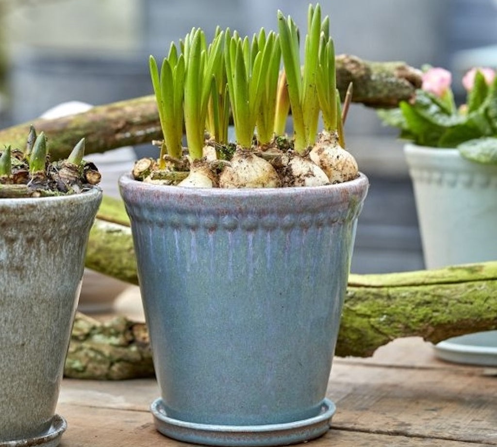 Dusty green blue lace plant pot