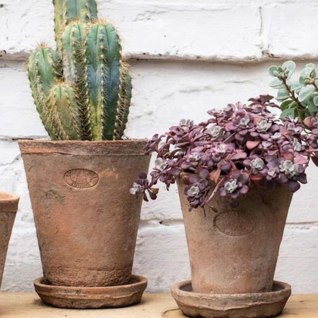 aged terracotta plant pot