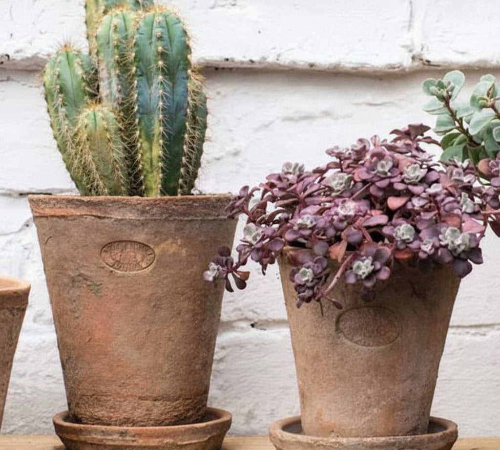 aged terracotta plant pot