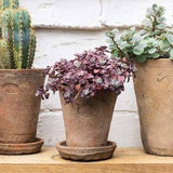 terracotta saucers for plant pot