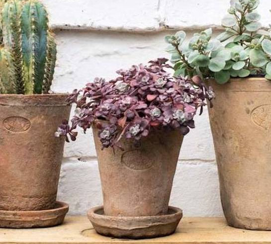 terracotta saucers for plant pot