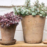 aged terracotta plant pot