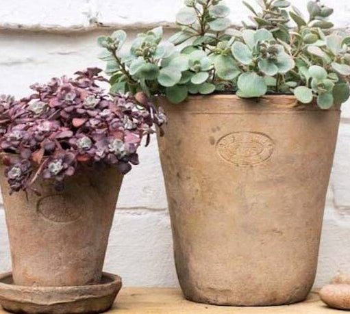 aged terracotta plant pot