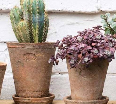 aged terracotta plant pot