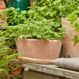 terracotta trough planter